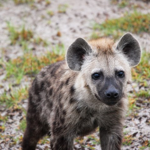 Bild av hyena.
