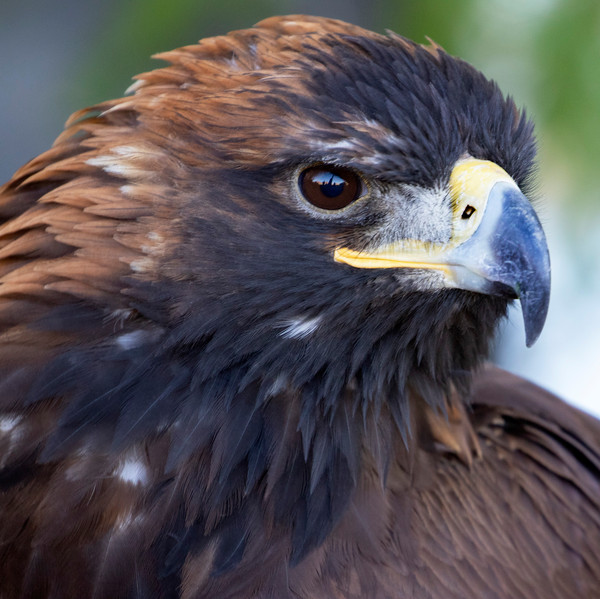 Närbild på kungsörn.