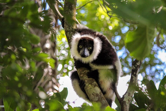 Black and white lemur looking through trees.