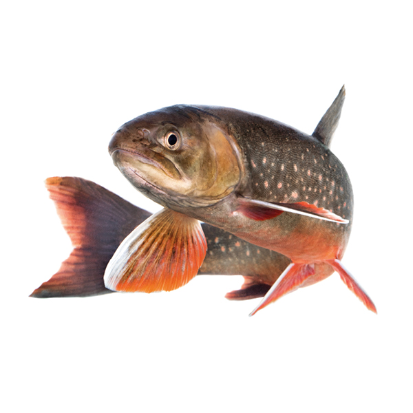 Röding fotad mot vit bakgrund.