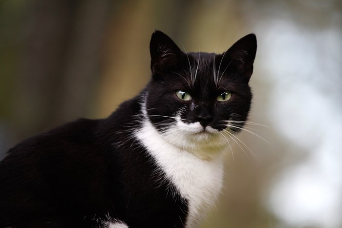 Svartvit katt.