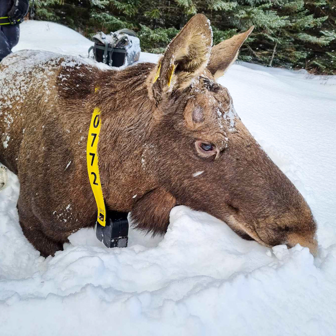 Älg med gult halsband med en liten svart kamera.