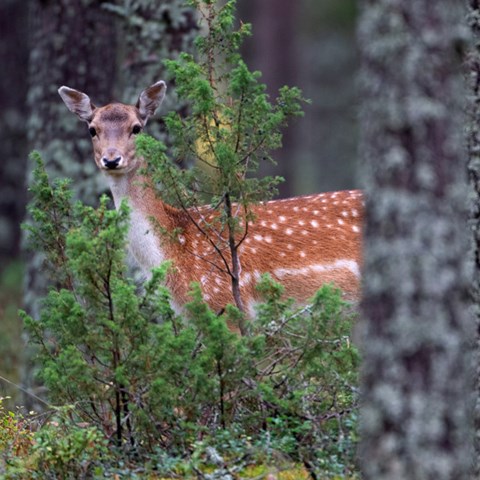  Fallow deer in forest.