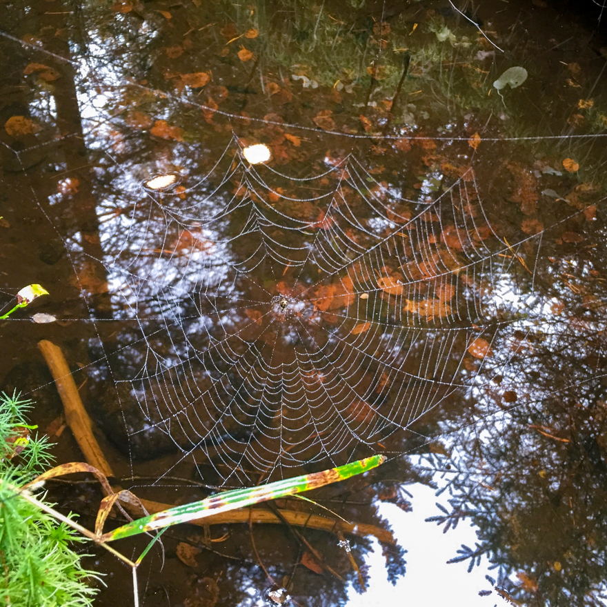 Spindel i ett spindelnät.