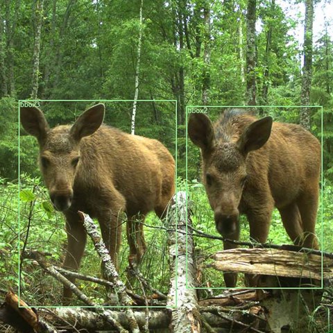 Moose with boxes drawn around them on the picture.