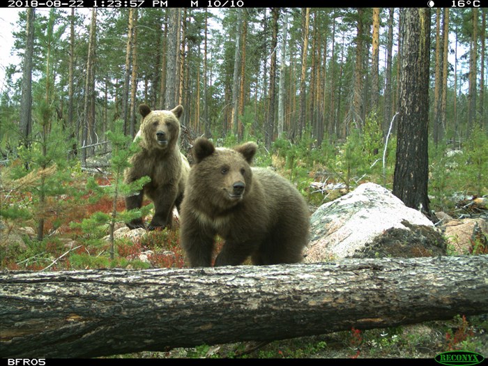 Björnhona och unge i skog.