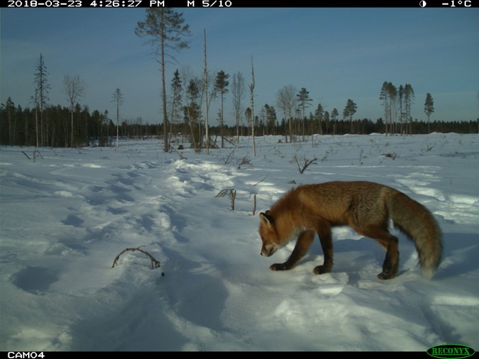 Red fox in snow.