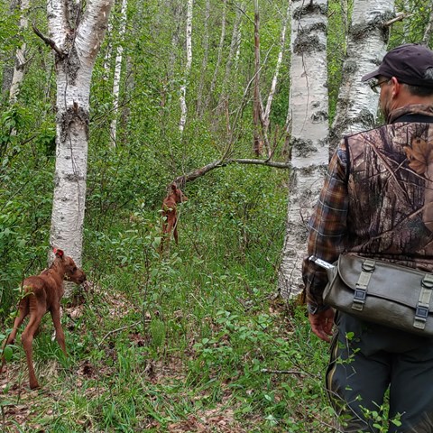 Fredrik i fältmundering betraktar två älgkavlar i skog.