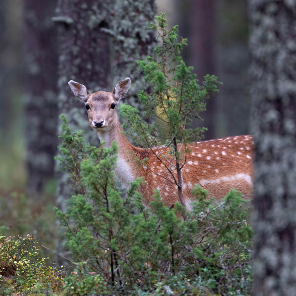 Dovhjort i skog.