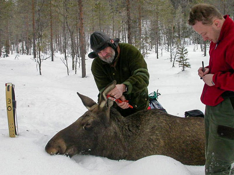 Two researchers next to a sedated moose in a snow-covered forest landscape.