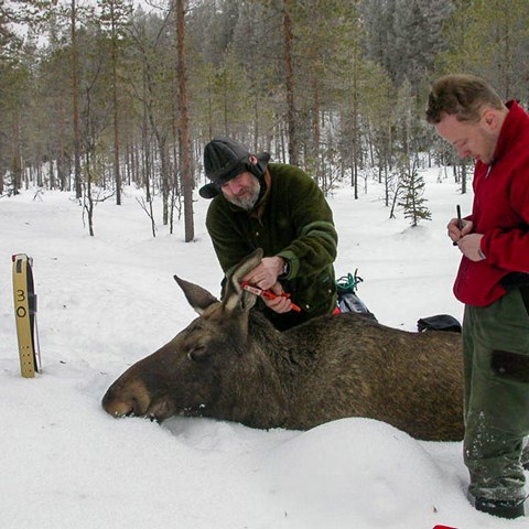 Two researchers next to a sedated moose in a snow-covered forest landscape.