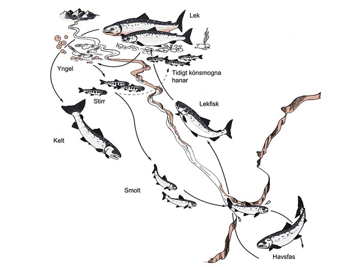  Illustration of the salmon life cycle.