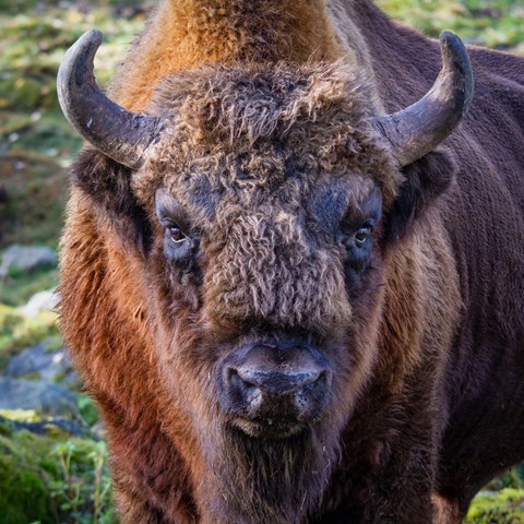 Close up of a European bison.