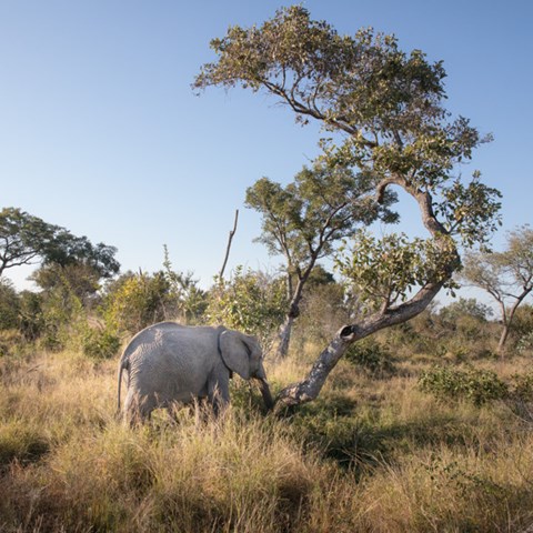 Elefant vid ett träd.