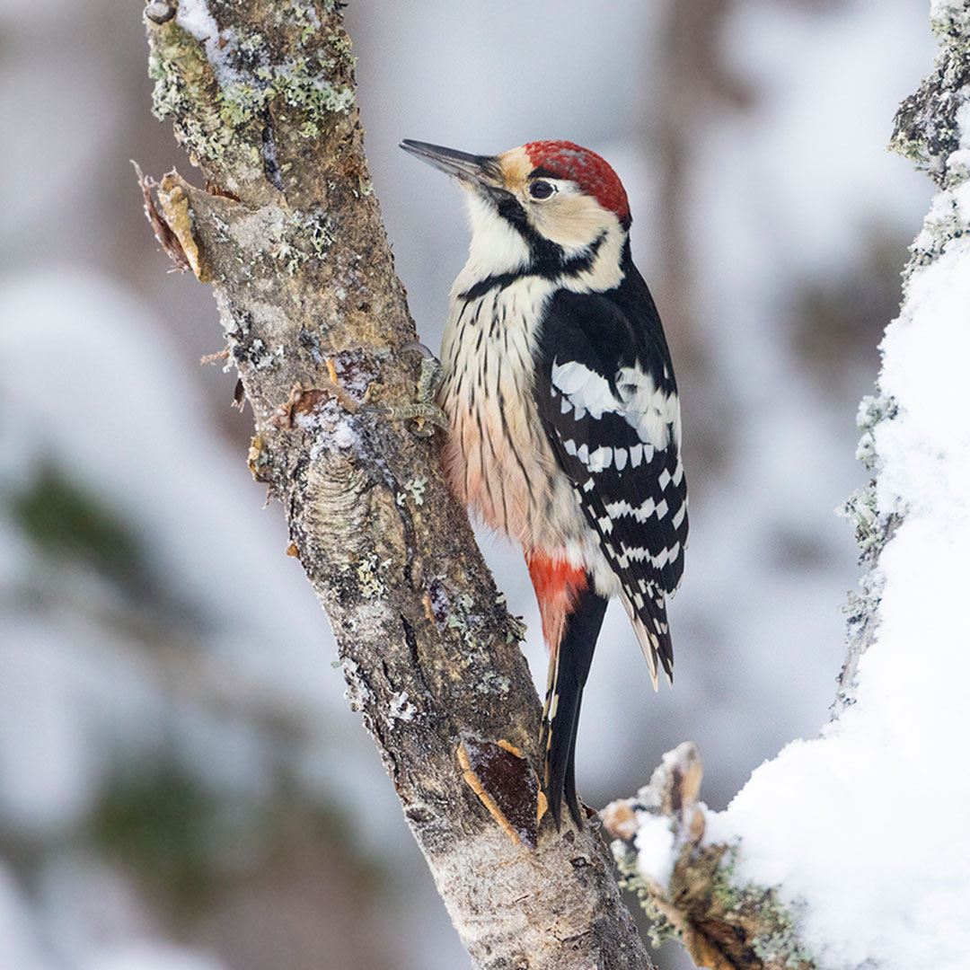 Vitryggig hackspett i ett snötäckt träd.