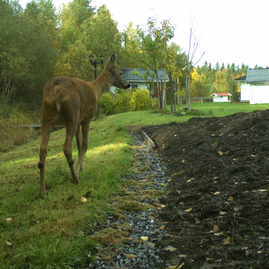 Rådjur i trädgård.