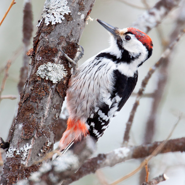 Woodpecker in a tree.