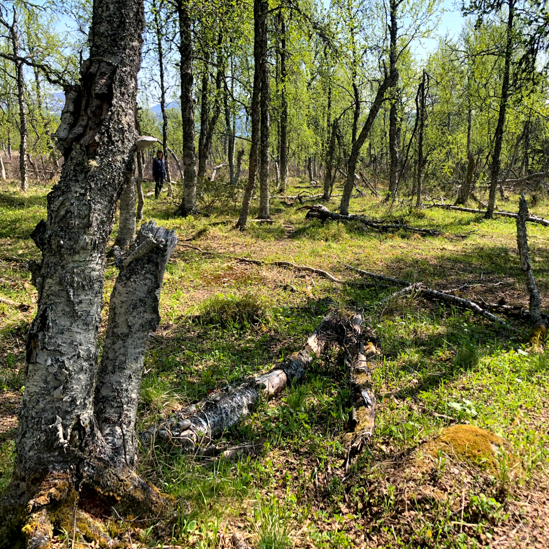 Birch forest with many dead trees.