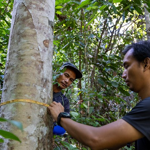 Two people measuring a tree in the rainforest.