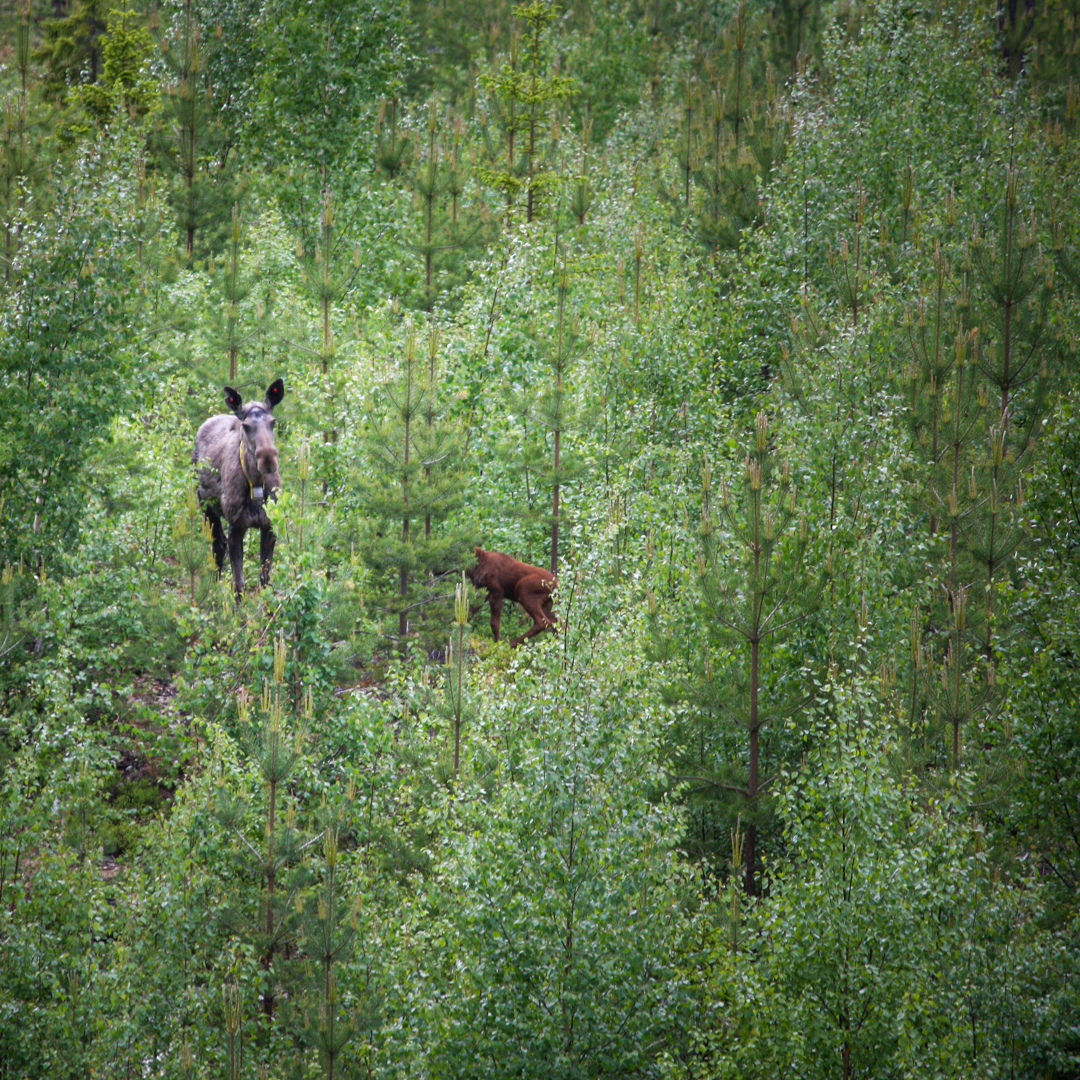 Lövskog med en älg och älgkalv.