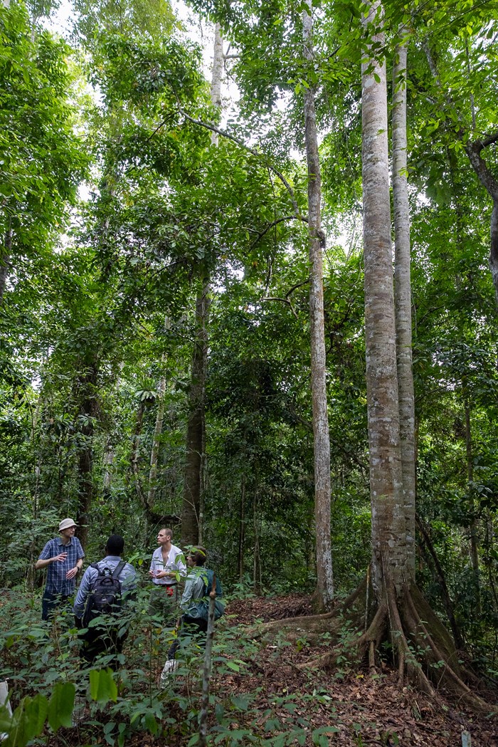 Grupp personer intill höga träd i regnskog.