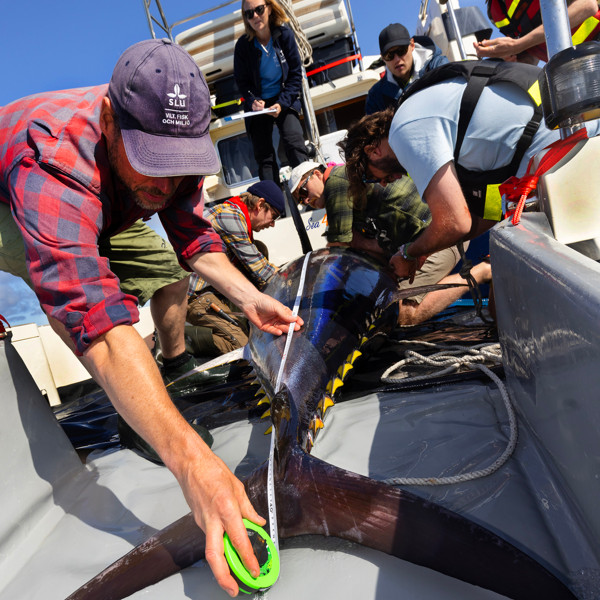Forsakare mäter en blåfenad tonfisk på en båt.