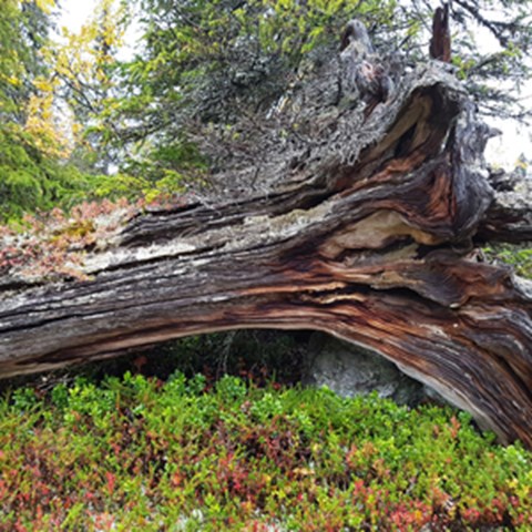Liggande dött träd i skogen. Foto.