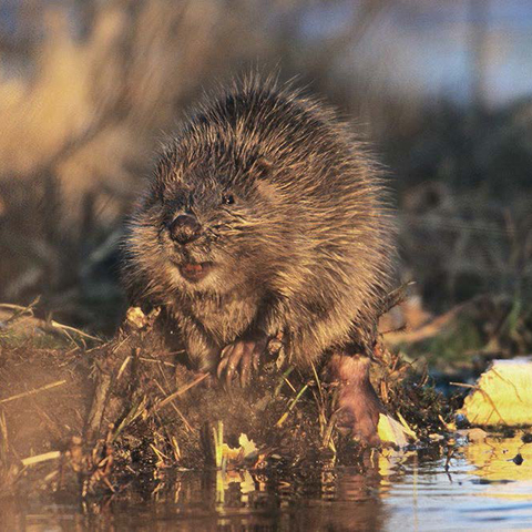 Bäver som sitter på strandkanten
