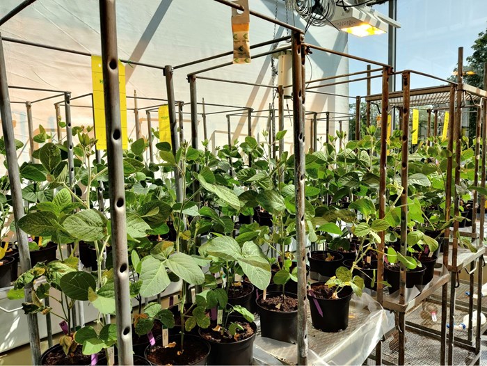 Soy plants in the Biotron