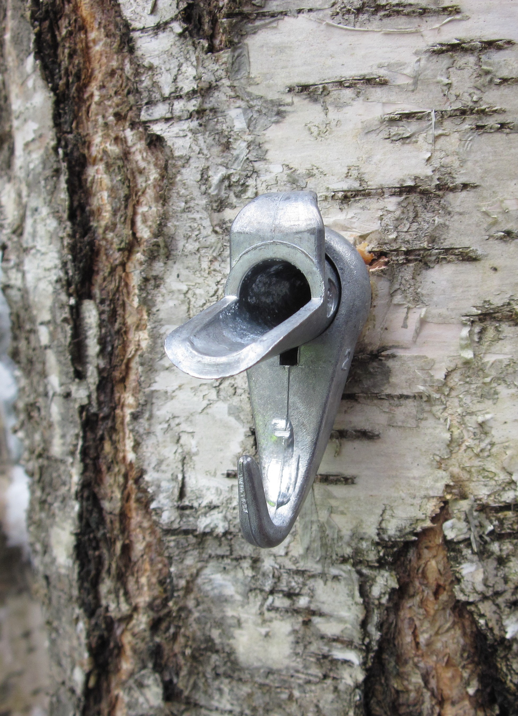 Björkstam med tapp för sav. Foto.