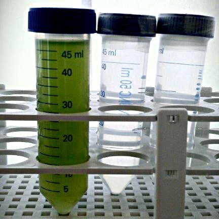 Three test tubes, one of them with green content. Photo.