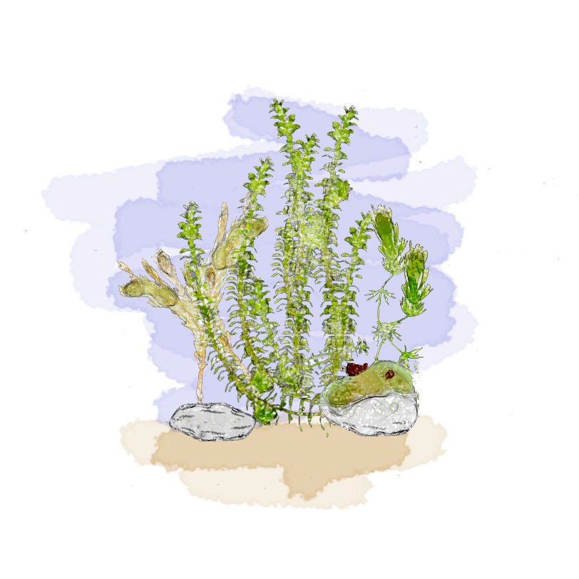 Vattenpest. Illustration.