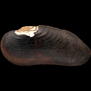 Flodpärlmussla. Foto.