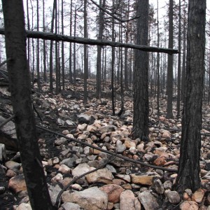 Stenig mark och brända träd. Foto.