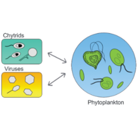 Växtplankton med pilar till och från  pisksvampar och virus. Illustration.