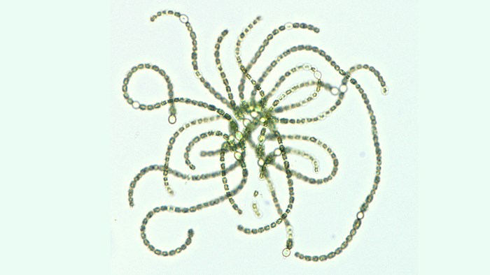 Cyanobakterie. mikroskopbild.