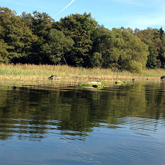 sjö med vass. Foto.