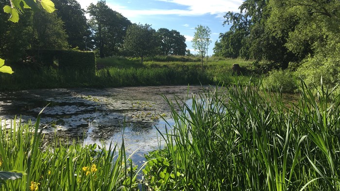 Small pond surrounded by greenery. Photo.