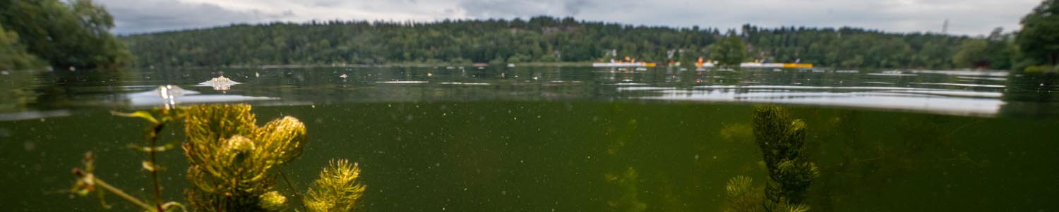 Vattenväxter under ytan i sjö och omgivande ovan landskap. Foto.