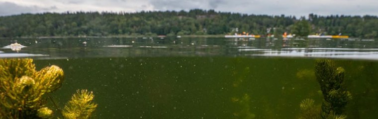 Vattenväxter under ytan i sjö och omgivande ovan landskap. Foto.