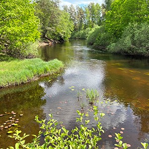 Större vattendrag omgivet av grönska. Foto.