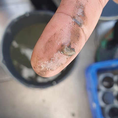 Freshwater amphipod on fingertip. Photo.