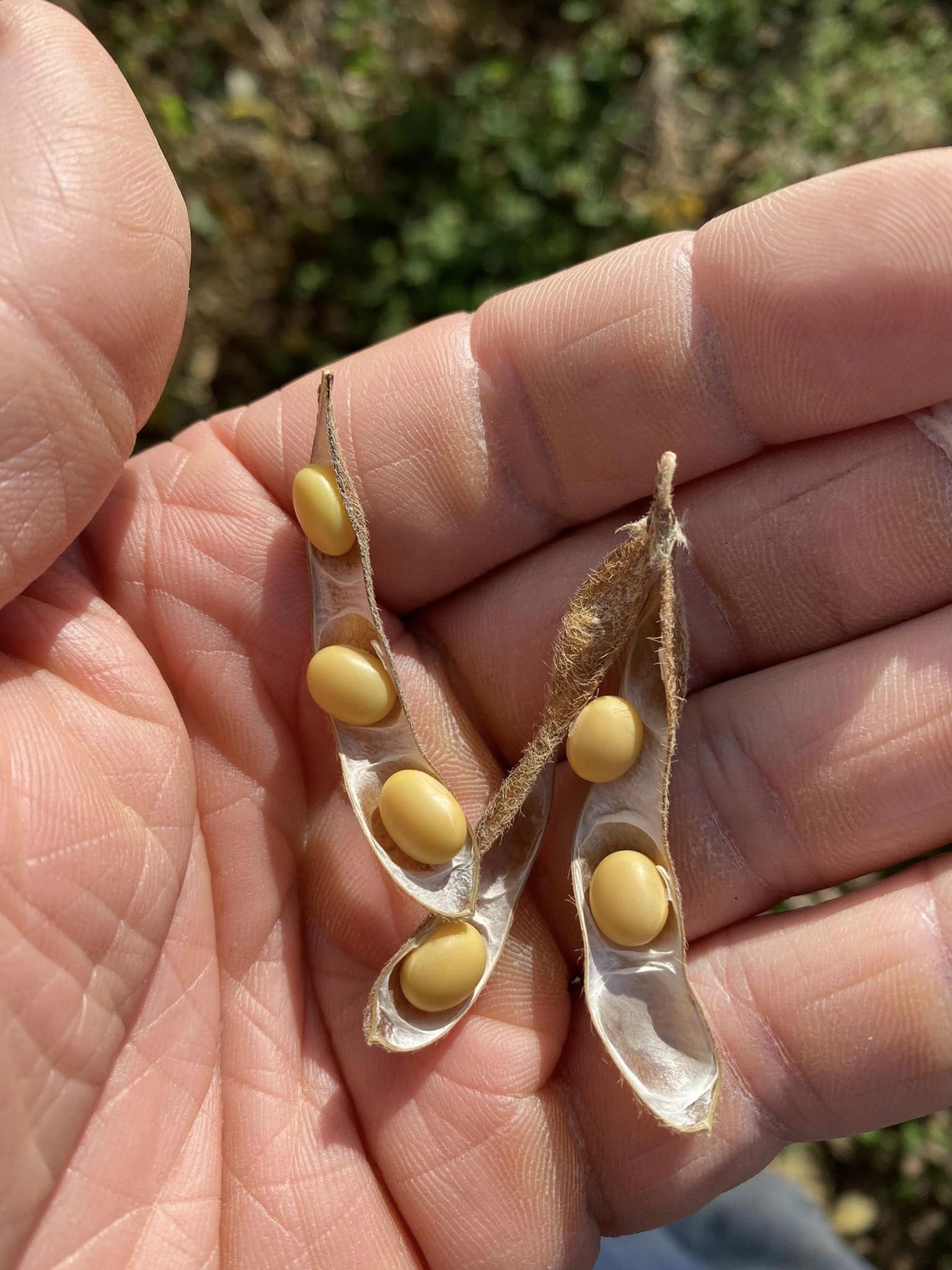 En hand som håller i nästan mogna sojabönor.