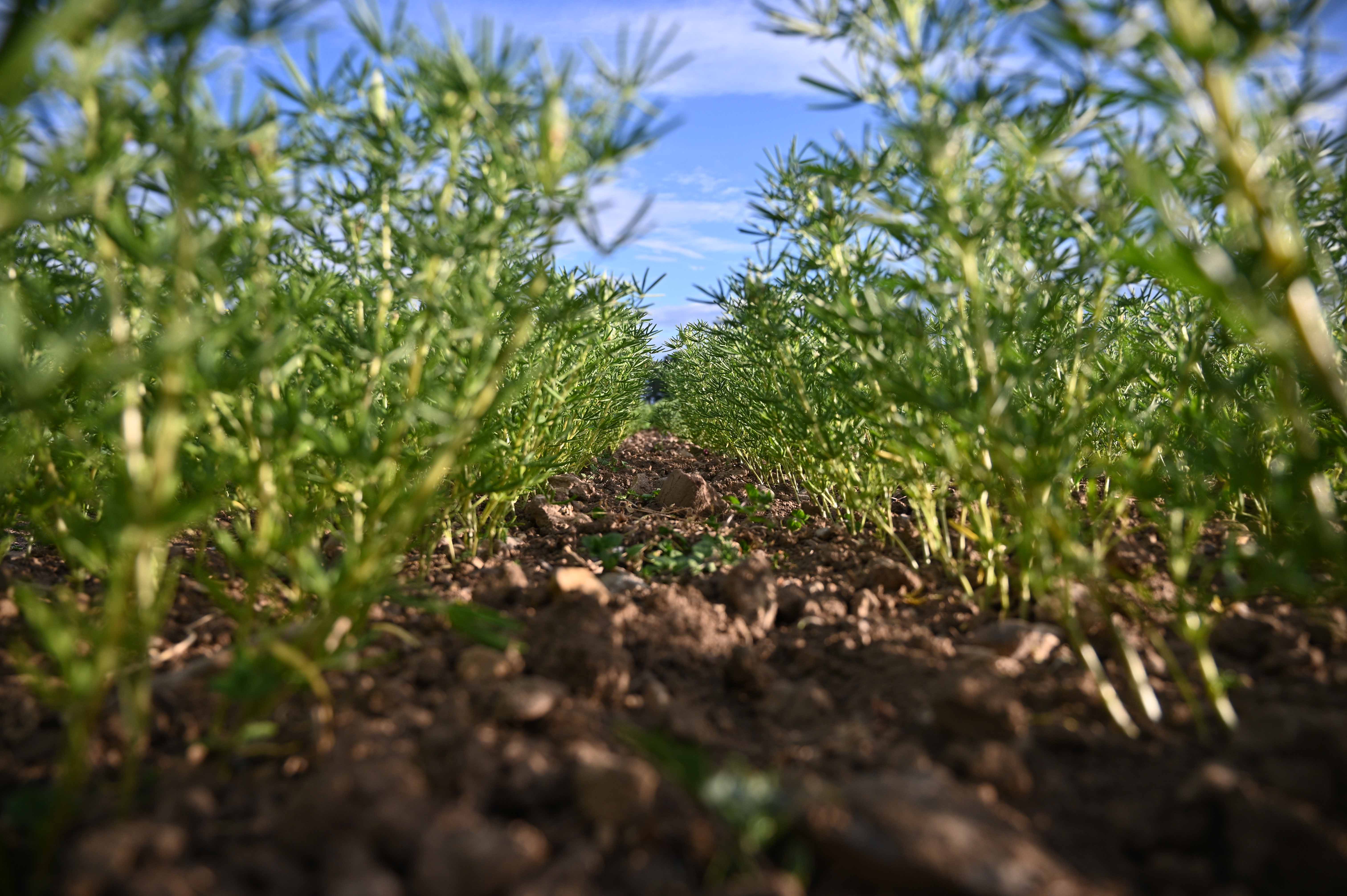 A row with the narrow-leafed lupine.