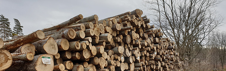 En trave poppelstockar mot en gråmulen himmel.