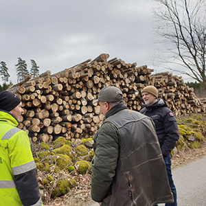 Tre personer står och pratar framför en trave med avverkade poppelstockar.