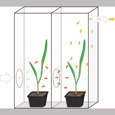  Plants in chambers, arrows show how the scents flow from one chamber to the other.