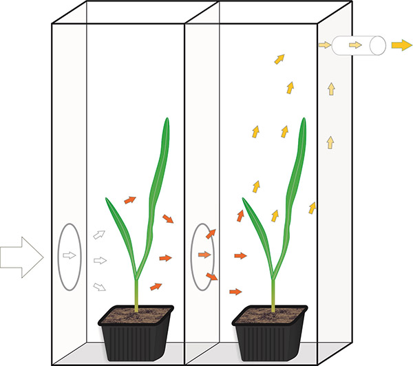 Plantor i varsin kammare, pilar visar hur dofterna strömmar från den ena kammaren till den andra.