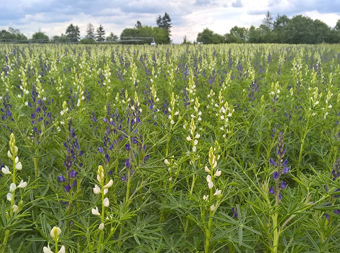 Vita och gula blommor på grönt fält.