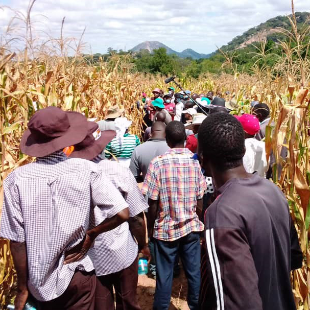 Många människor på fält.